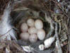 Bewick's Wren eggs. Photo by Shelly Harris.