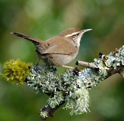 Bewick's Wren. Photo by 