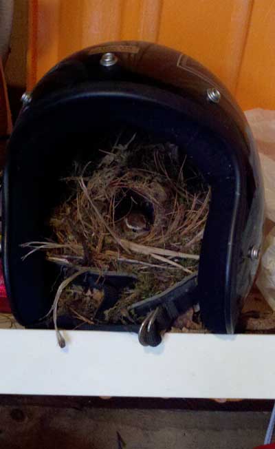 Carolina Wren nesting in a motorcycle helmet. Photo by Bet Zimmerman