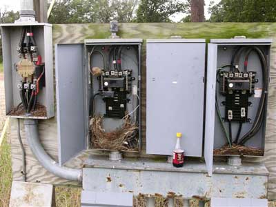 Nest in breaker box. Photo by Keith Kridler.