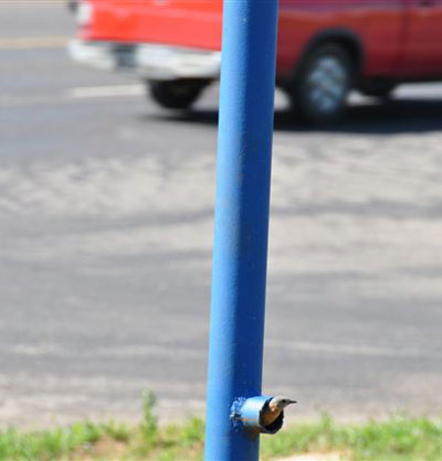 EABL nesting in pipe. Photo by Keith Kridler.
