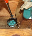 Bluebird nest underneath deck. Photo by Bill Ebert.