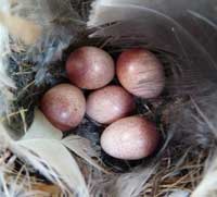 HOWR eggs. Zimmerman