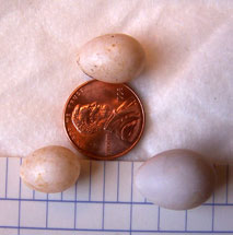 Small TRES eggs. Photo by Bet Zimmerman.