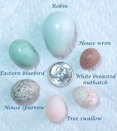 Egg comparison.
