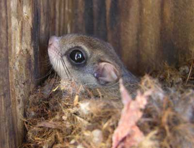 Flying Squirrel. Photo by Keith Kridler.
