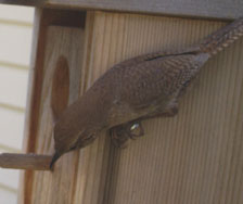 House Wren. 