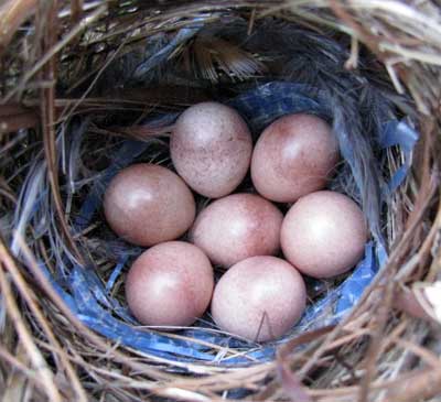 HOWR eggs. Photo by Bet Zimmerman.