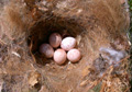 Tufted titmouse nest. Photo by Bet Zimmerman