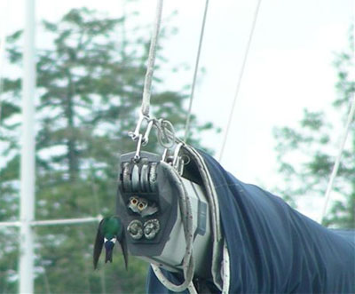 Violet-green swallow nesting in sailboat boom. Photo provided by Malcolm Rodin.