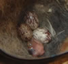 Ash-throated Flycatcher eggs and nestling, photo by Zell Lundberg.