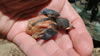 NestProthonotary Warbler nestling. RP