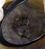 Juniper Titmouse nestlings, photo by Zell Lundberg