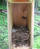 Great-crested Flycatcher nest, photo by Richard Harlow