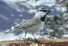 Mountain Chickadee adult. Wikimedia Commons photo