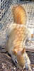 Adult Red Squirrel. Bet Zimmerman photo