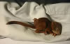 Red Squirrel juvenile. Wikimedia Commons photo JJM